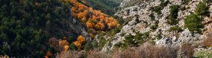 Paisaje perteneciente a Aceral de Vaquerizas