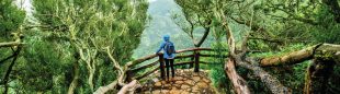 El Parque Nacional de Garajonay es uno de los enclaves que atraviesa el Camino Natural Cumbres De La Gomera.  ()