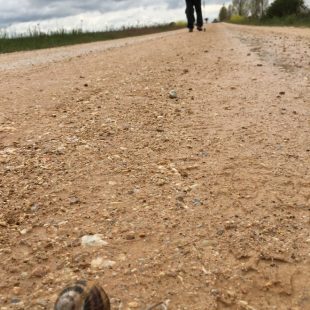 Foto ganadora del concurso de fotografías del Camino de Santiago 2016 titulada La prisa mata.  (Jesús Palencia Ortega)