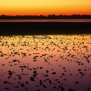 Marismas del Guadalquivir