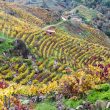 Vista sacada de la Ribeira Sacra